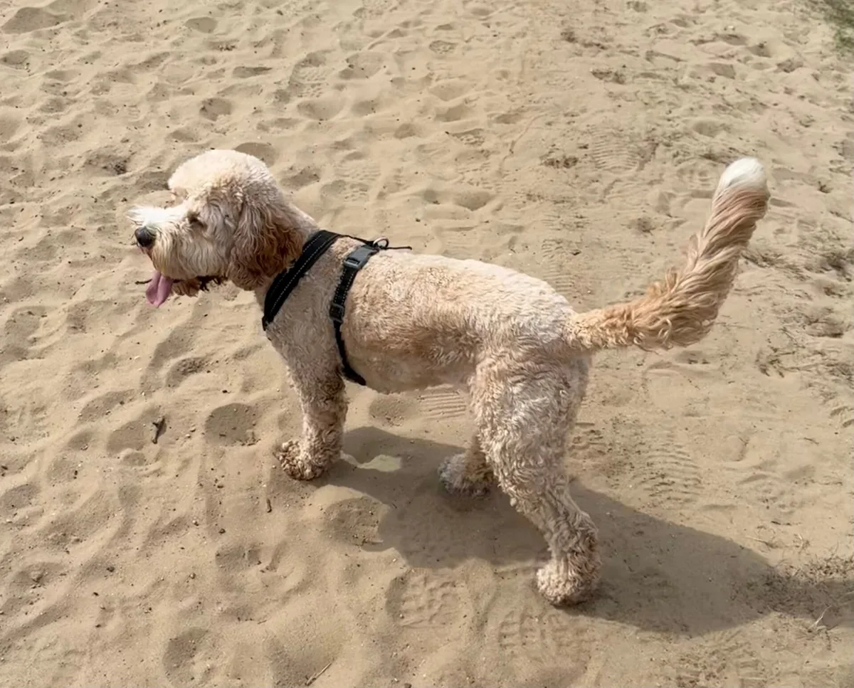 Bo van Sparkling Labradoodles.
