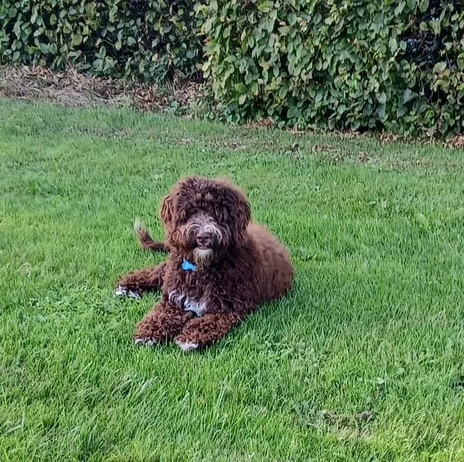 Hamilton van Sparkling Labradoodles.