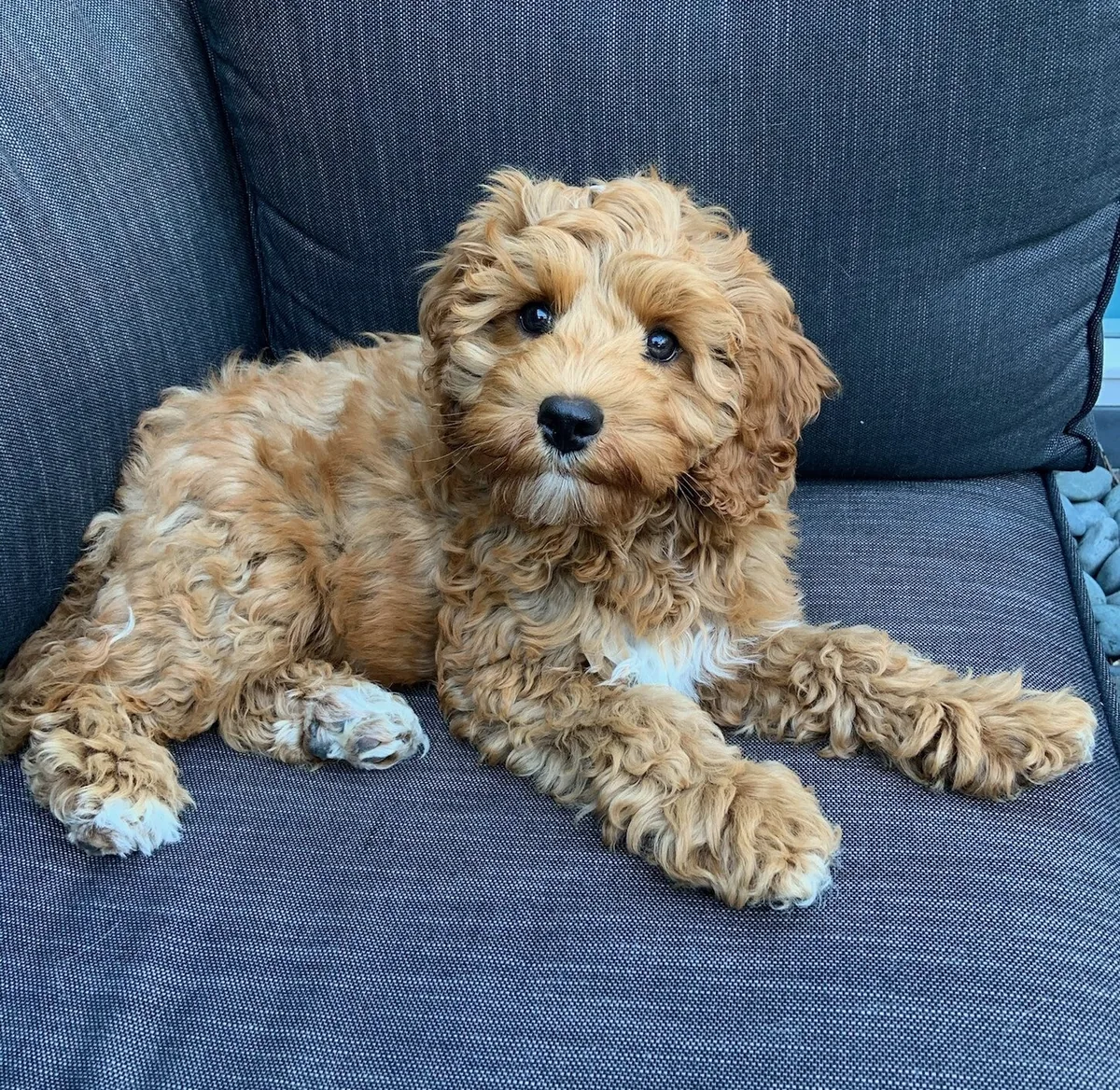 Een jonge Australian Labradoodle op de bank.