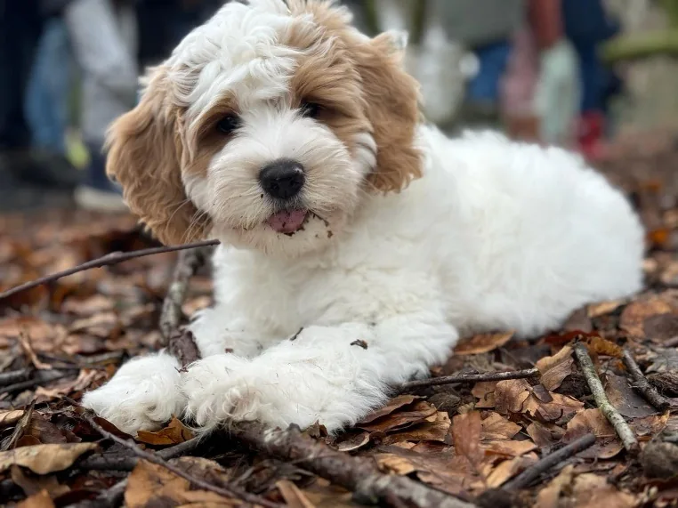 Een jonge hond met een lichtbruine en witte vacht tussen de bladeren.