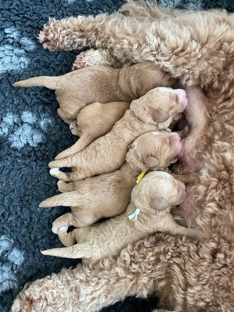 Jonge pups drinken bij hun moeder.