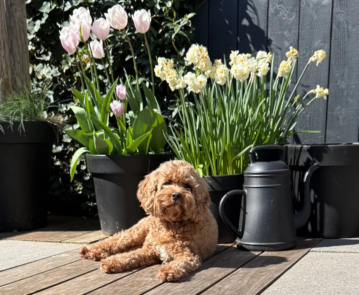 Saartje in de tuin tussen de bloemen.